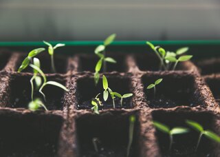 Setzlinge, die noch ganz klein sind und aus feuchter frischer Erde herausschauen.